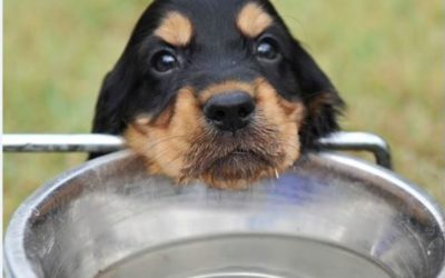 Keeping Pets Cool During Summer